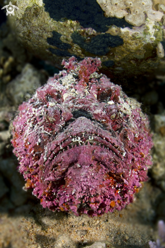 A Stonefish