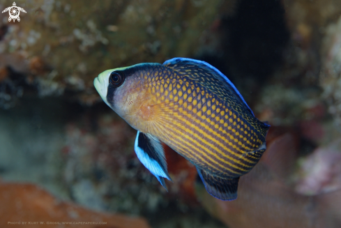 A Manonichtgys splendens | Dottyback