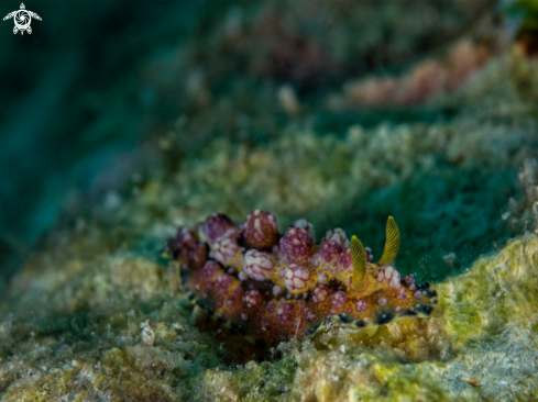 A Phillydiopais cardinalis | Phillydiopais cardinalis