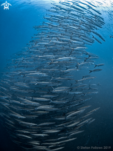 A Chevron Barracuda