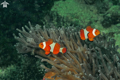 A anemone fish