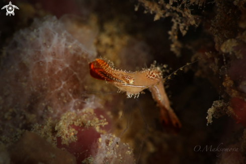 A Donald Duck Shrimp (Leander plumosus)