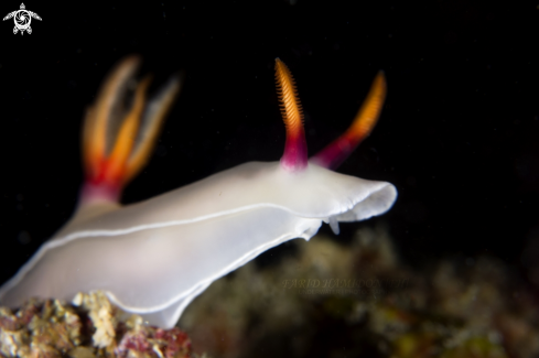 A Hypselodoris bullockii | Hypselodoris bullockii