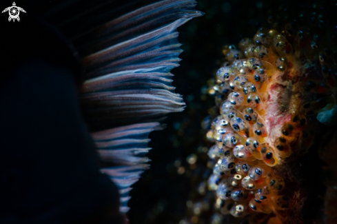 A Anemonefish eggs