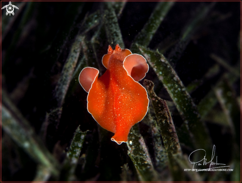 A nudi