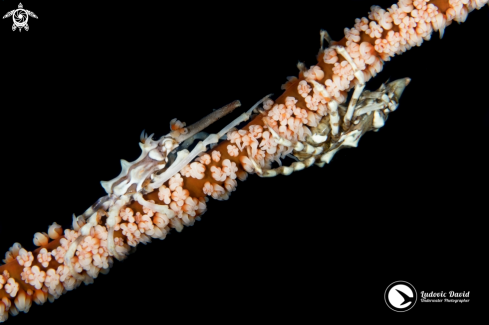 A Wire Coral Crab