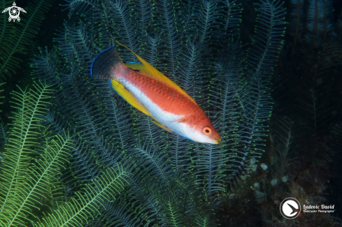 A Javan Wrasse