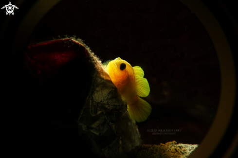 A Yellow coralgoby
