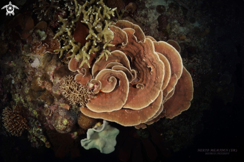 A rose coral