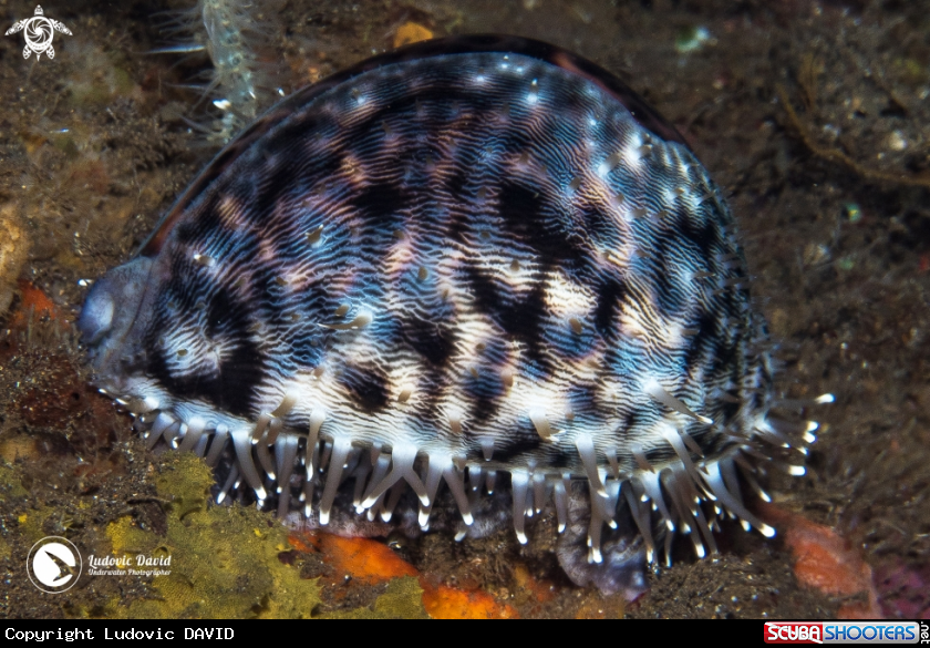 A Tiger Cowrie