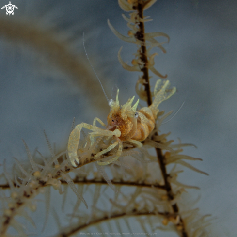 A Sansibar Shrimp