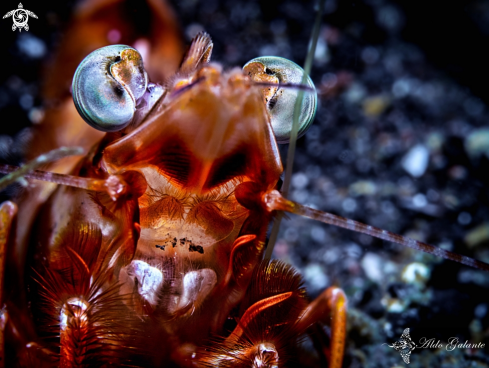 A Metapenaeopsis lamellata  | Shrimp