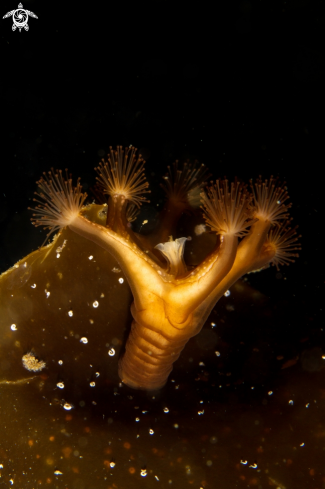 A Stalked jellyfish