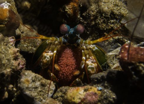 A Peacock mantis shrimp