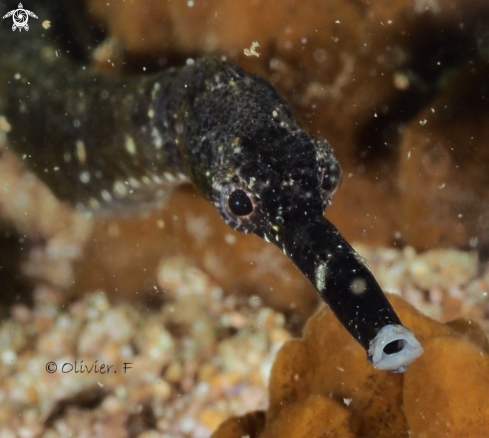 A Chocolate pipefish