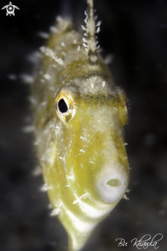 A Filefish 