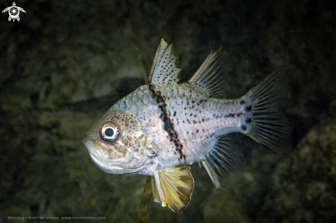 A Cardinal Fish