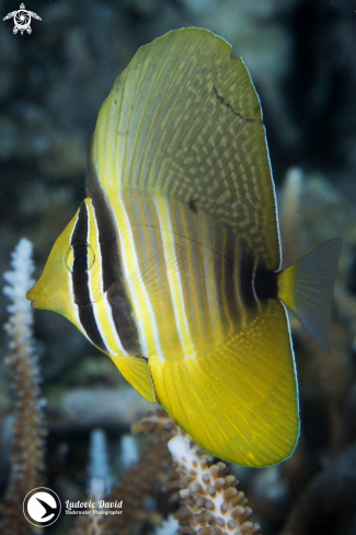 A Pacific Sailfin Tang