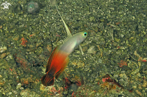 A reef fish