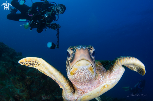 A Green sea turtle