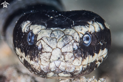 A White Lipped Krait