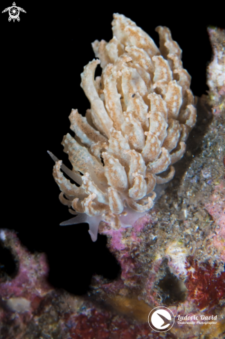 A Lizard Island Phyllodesmium Nudibranch