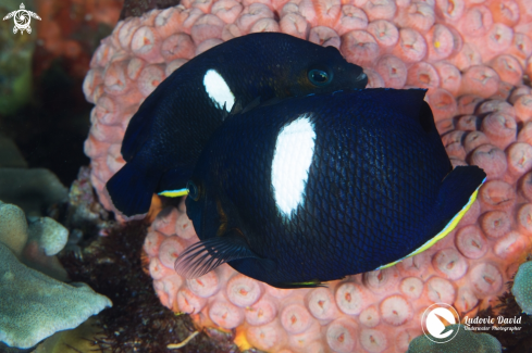 A Keyhole Angelfish