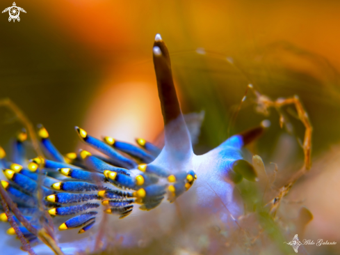 A Trinchesia Sea Slug - Skeleton Shrimp