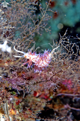 A nudibranch