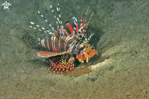 A lion fish