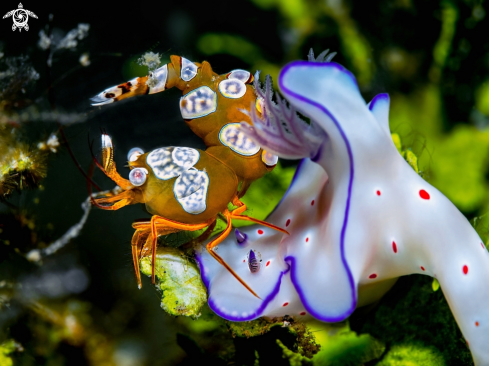 A Thor amboinensis (de Man, 1888) - Ceratosoma trilobatum (J.E. Gray, 1827) | Sexy Shrimp and Nudibranch