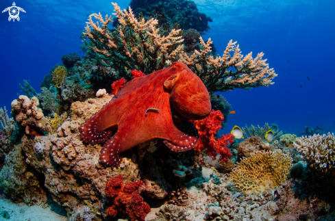 A Octopus in the reef