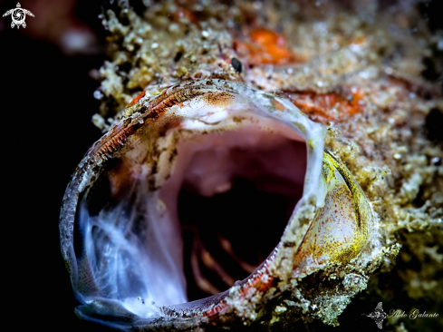 A Frogfish