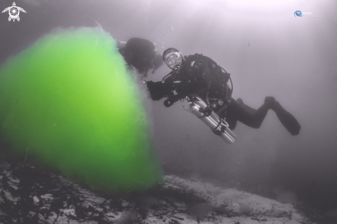 A green seaweed