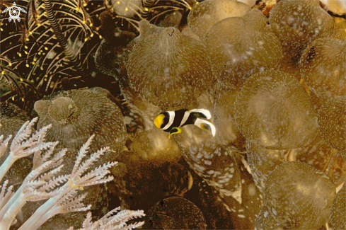 A anemone fish