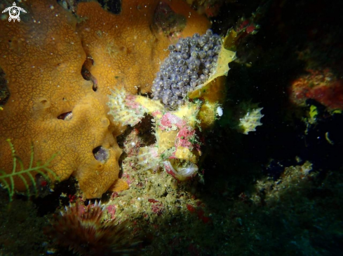 A Spot fin frogfish or marbledmouth frogfish