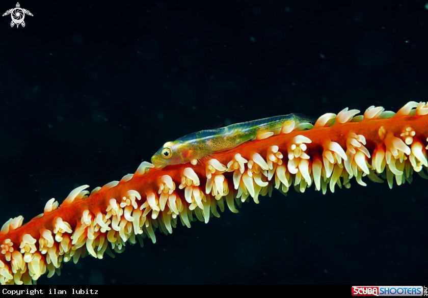 A goby on a whip coral