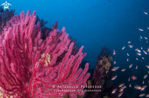 A Paramuricea clavata | Gorgonia rossa