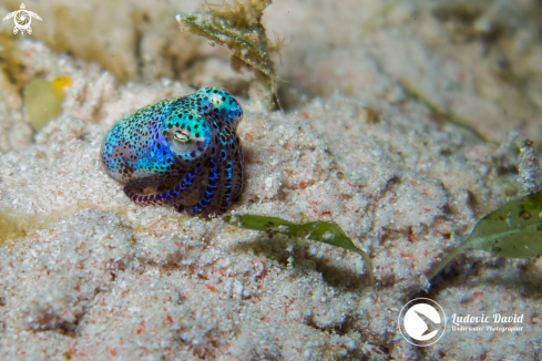 A Euprymna berryi | Berry s Bobtail Squid