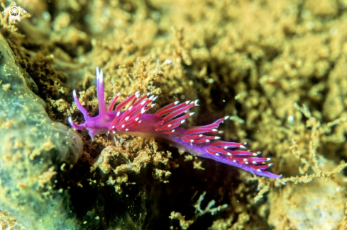 A Flabellina Affinis | Flabellina