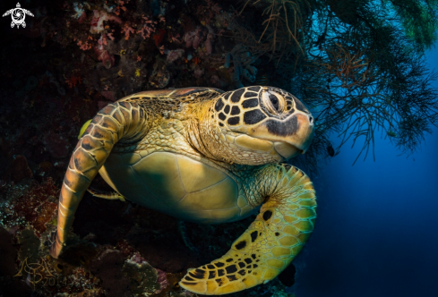 A Sea turtle