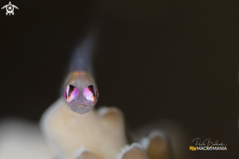 A Bryaninops natans | Pink Eye Goby