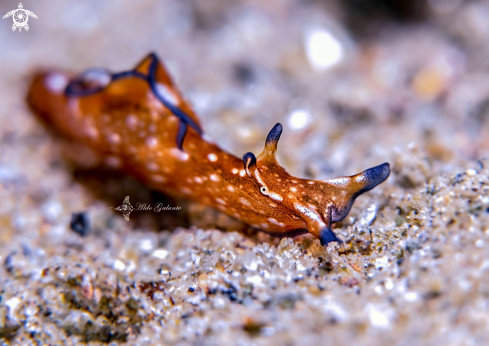 A Aplysia Nudibranch