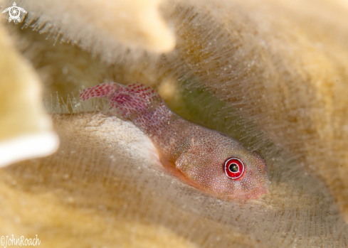 A Papillate Clingfish 