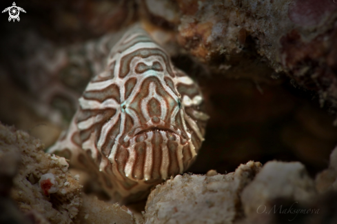 A Juvenile Psychedelic frogfish (Histiophryne psychedelica)  