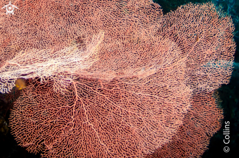 A Annella mollis | Sea Fan