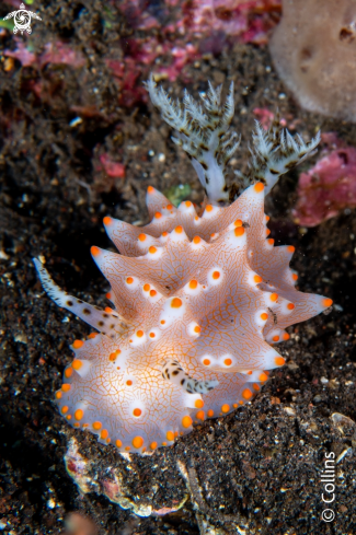 A Very cool sea slug