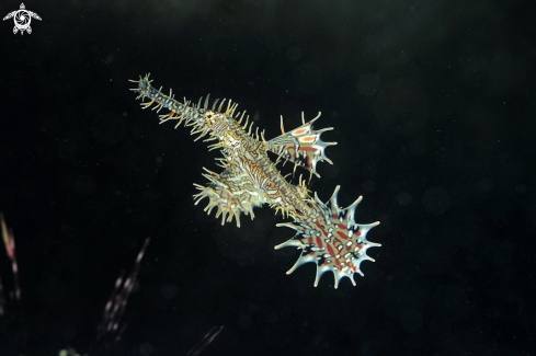 A ghost pipefish