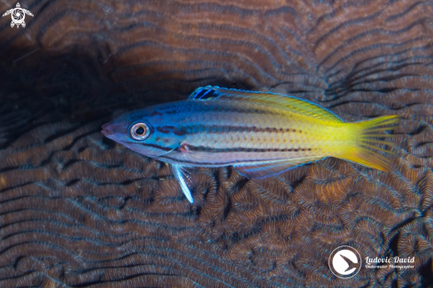 A Twotone Wrasse