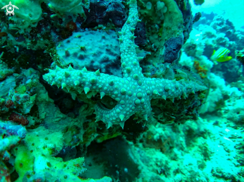 A STARFISH